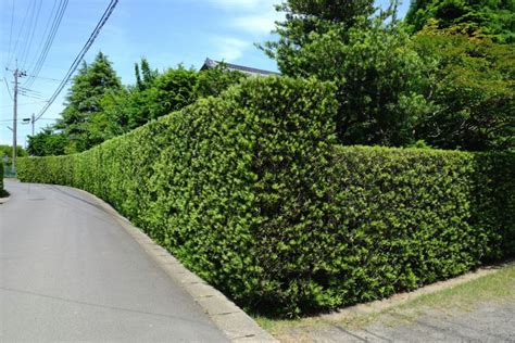 樹木植栽|庭木におすすめの樹木42種類！おしゃれで人気な常緑樹や落葉樹。